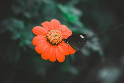 黑蝴蝶橙色的花
